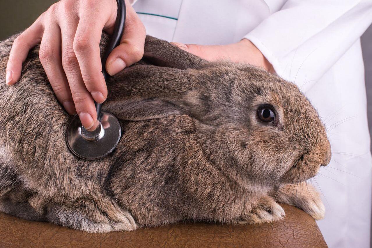 меры для предотвращения заболеваемости кроликов