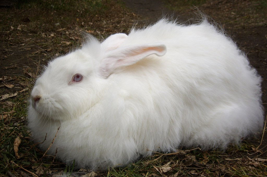 Самые популярные породы декоративных кроликов в мире