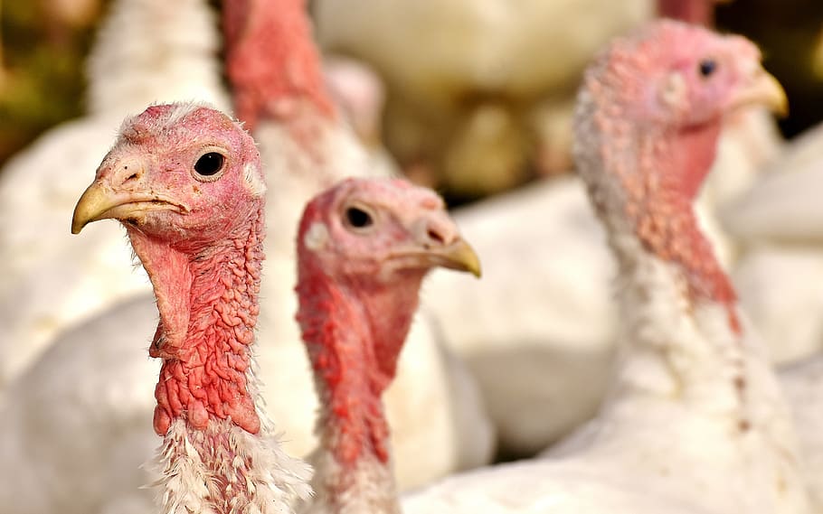 Опасные болезни цыплят, утят, гусят, индюшат. Как сохранить поголовье в целости?