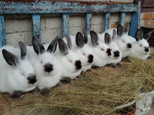 Разведение кроликов: чистопородное и скрещивание