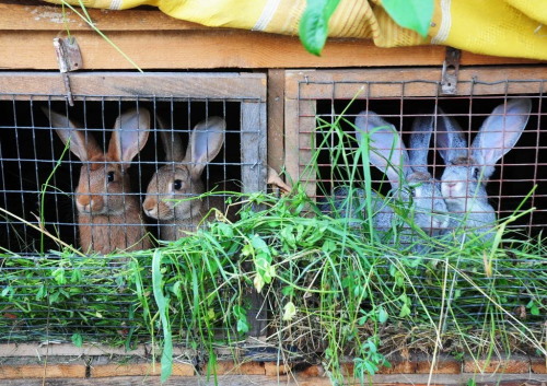 Как подготовиться к тому, чтобы разводить кроликов?