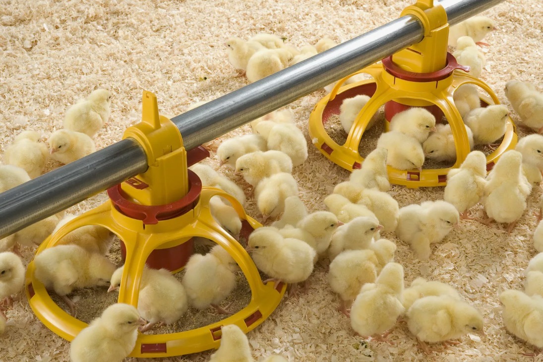 укрепление иммунитета цыплят-бройлеров