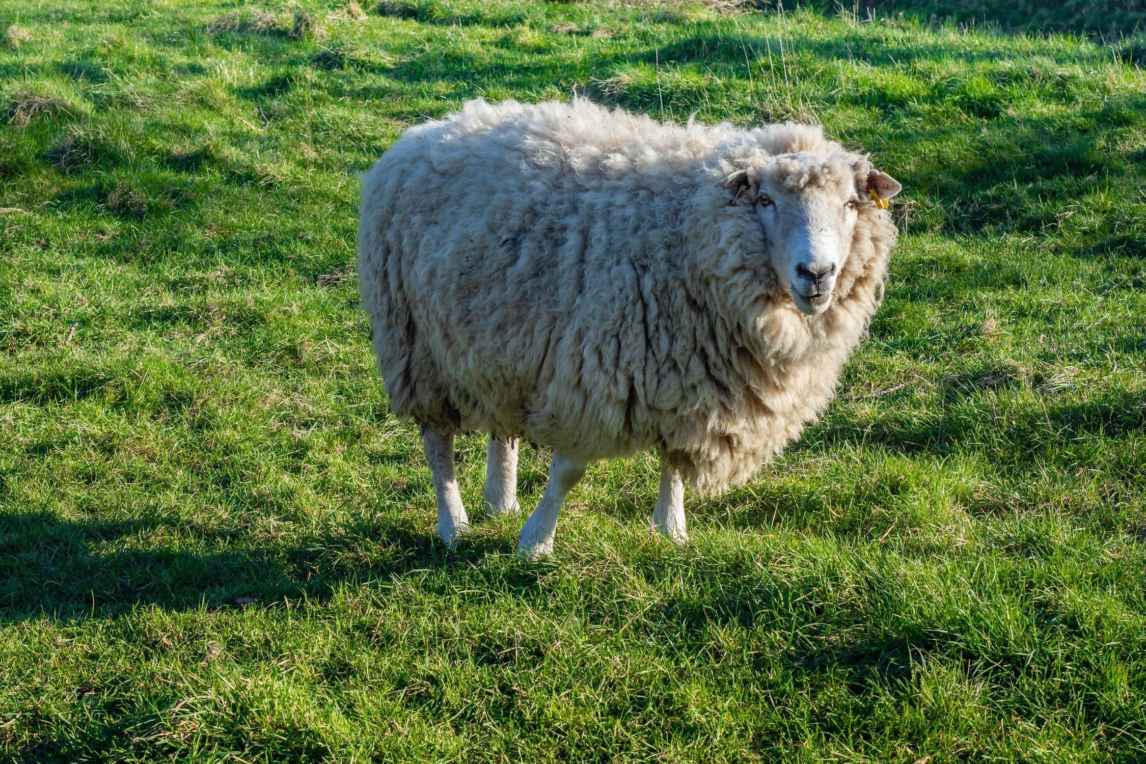 Породы овец с описанием