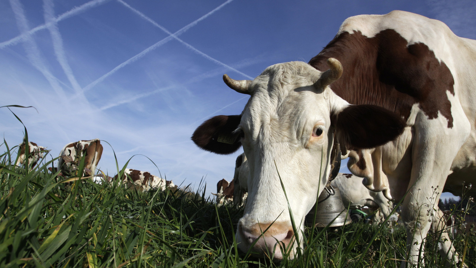 Сколько корова дает молока в день и за год. Показатели