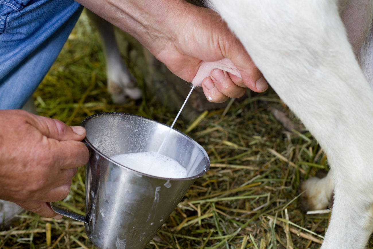 Сколько литров молока дает коза