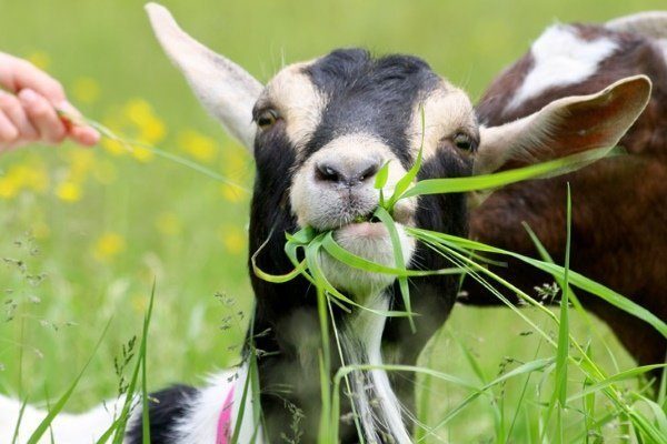 Кормление козы на молоко