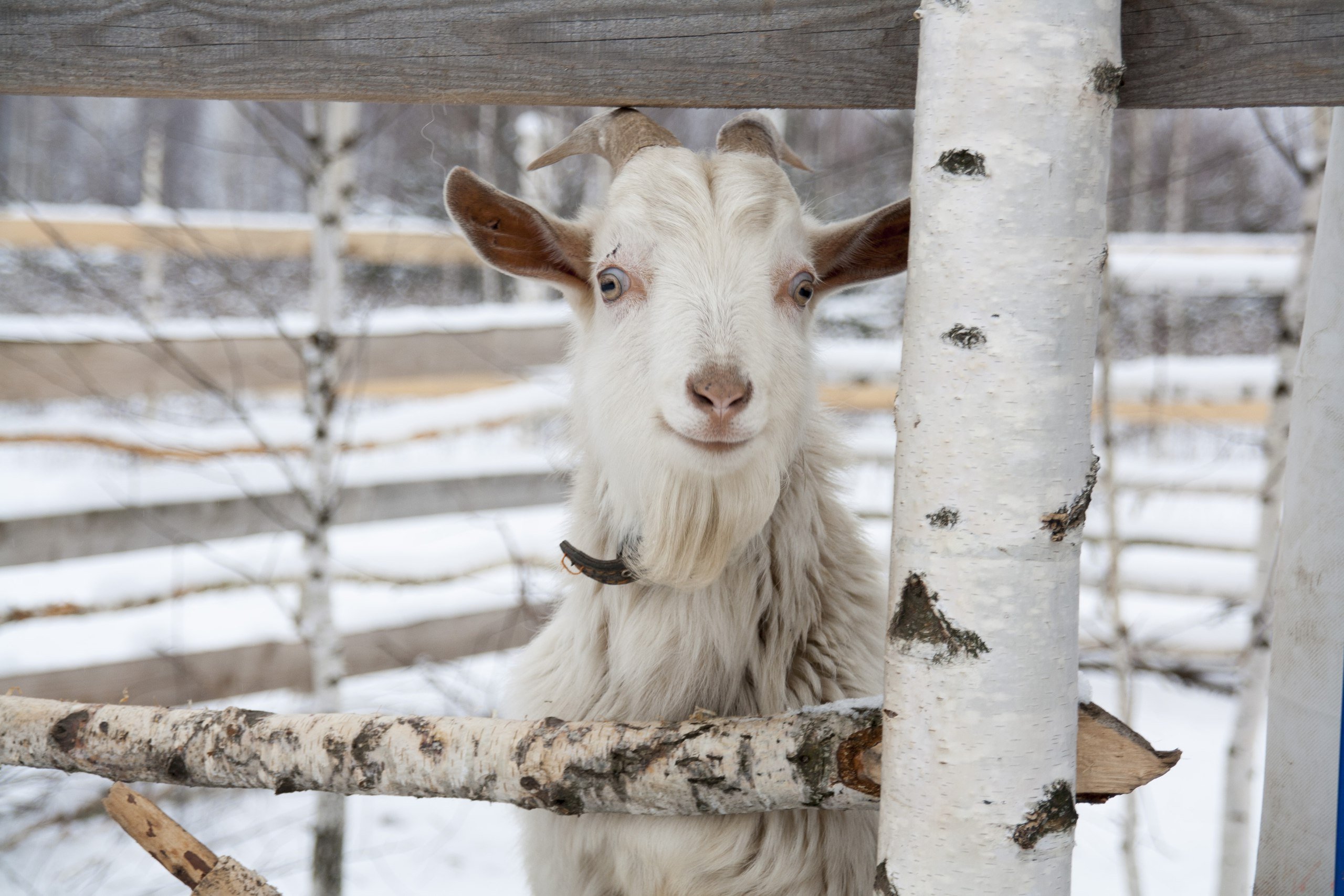 сибирская коза фото