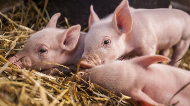 Чем кормить свиней в домашних условиях