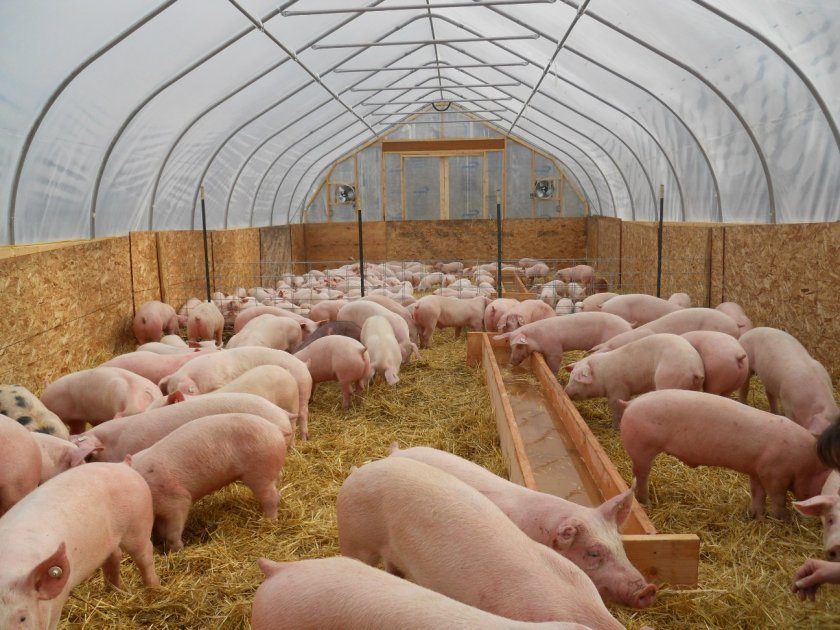 Строительство сарая для вислобрюхих свиней своими руками | Знай ферму | Дзен