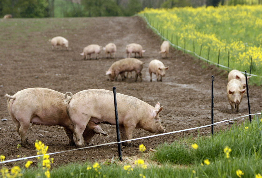 Содержание свиней летом