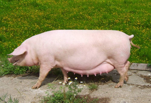 Кормление и содержание свиноматок