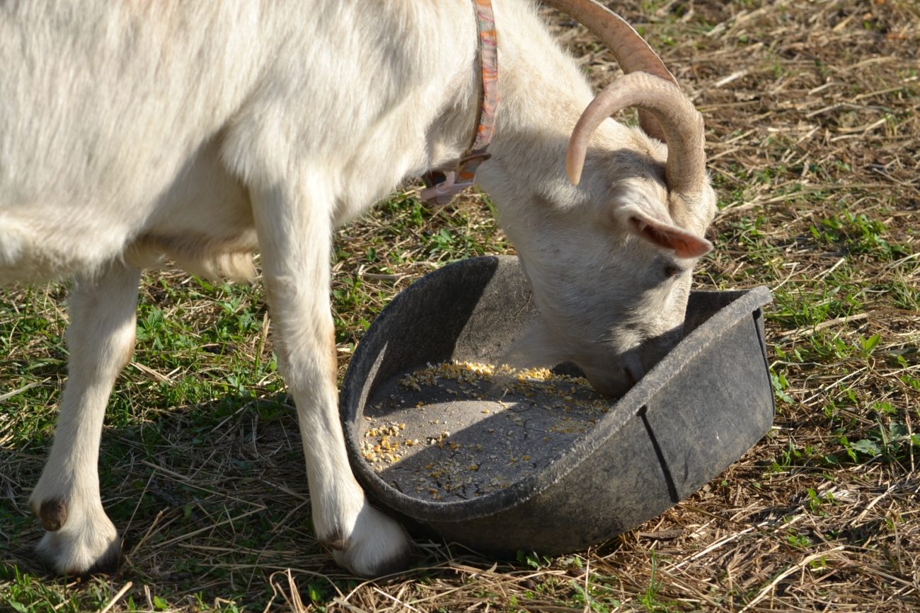 Питание коз для молока