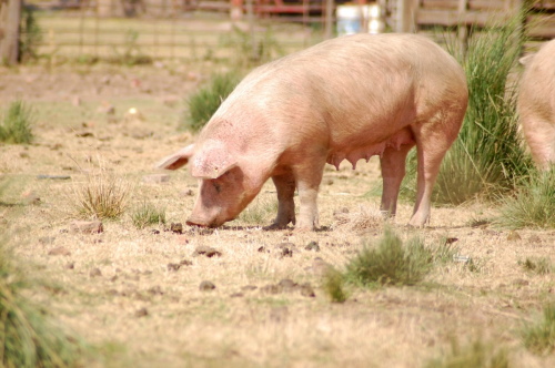 Как создать комфортные условия для разведения свиней?