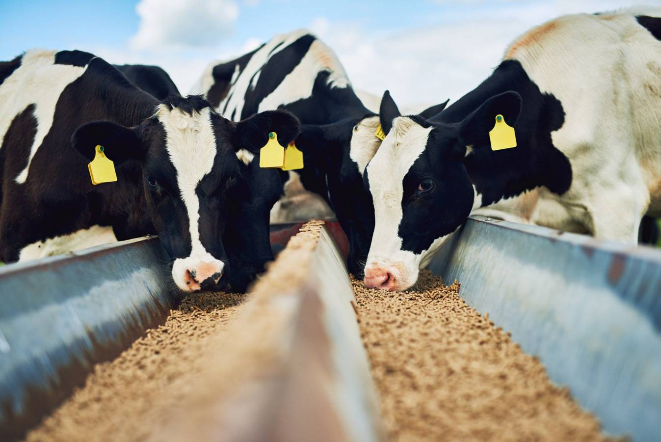 Как поднять удой молока у коровы летом