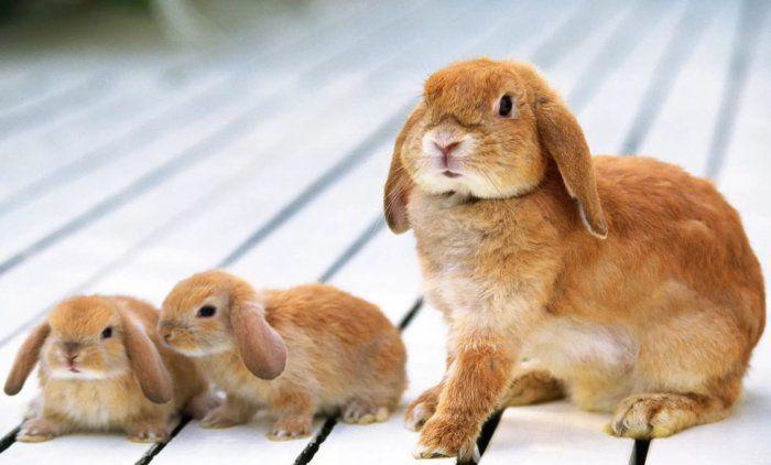 Беременность крольчихи