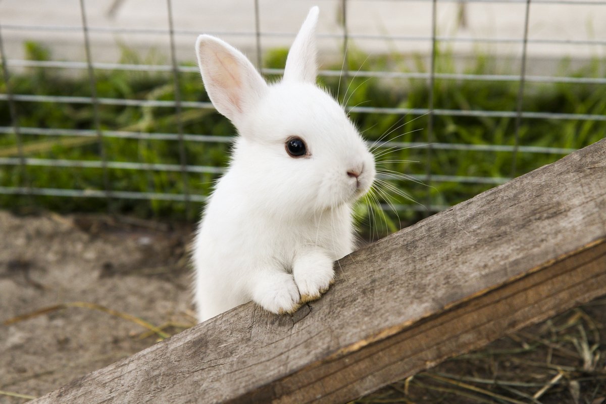 Кормушки для кроликов: виды, как сделать своими руками