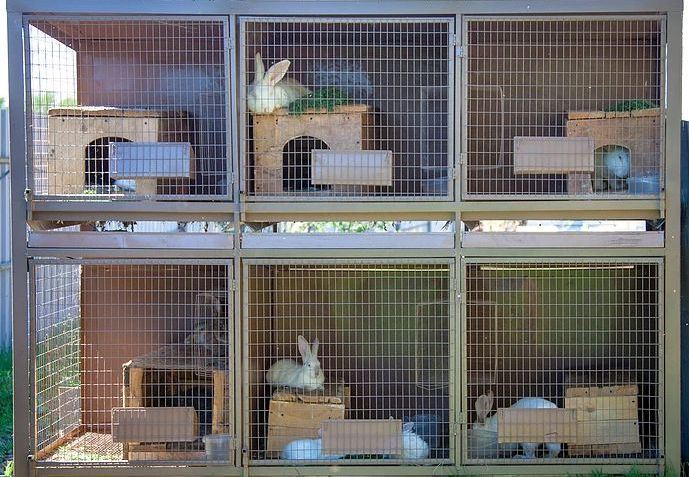 Как построить клетку для кроликов своими руками? Пошаговое руководство