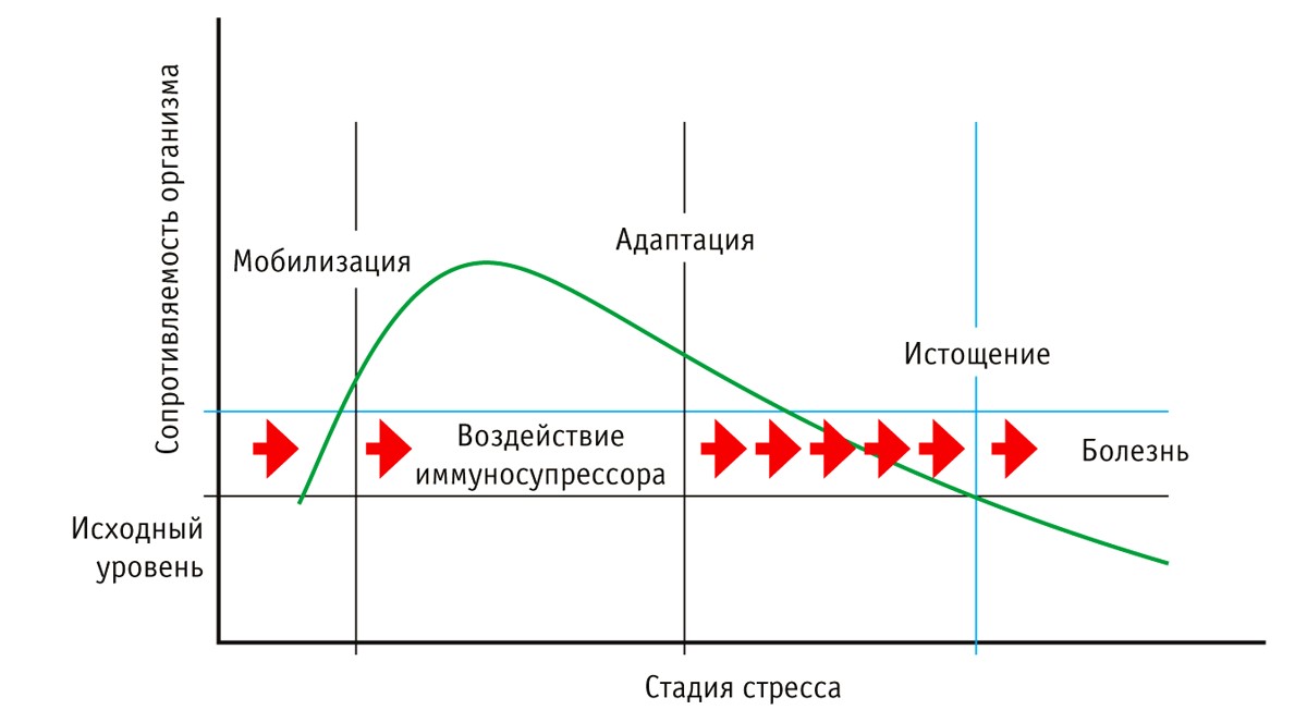 Стадии стресса у коров