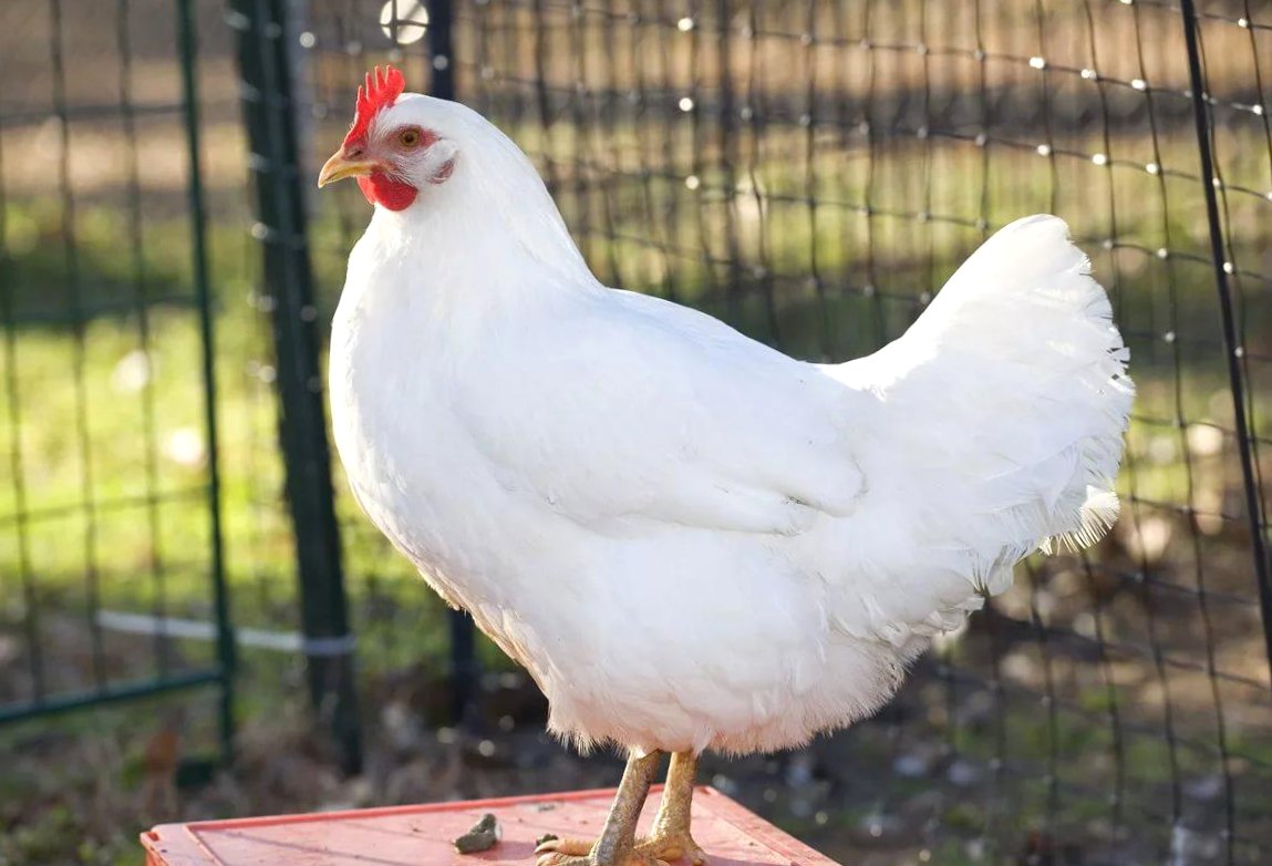 Порода курицы яичная крупная: русская белая