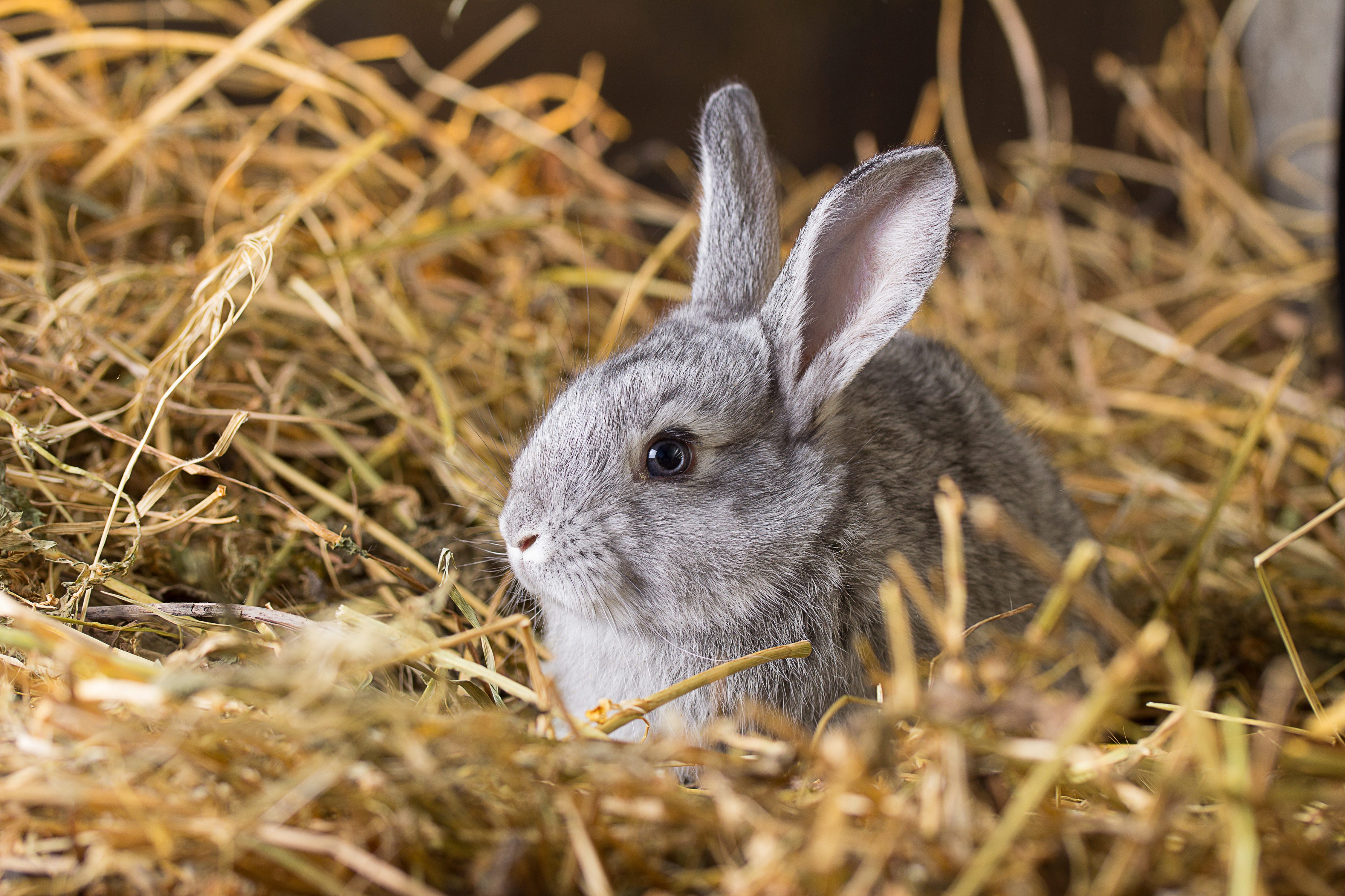 Сколько нужно сена кроликам