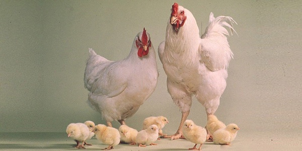 Кормушка | Кормление цыплят первого месяца
