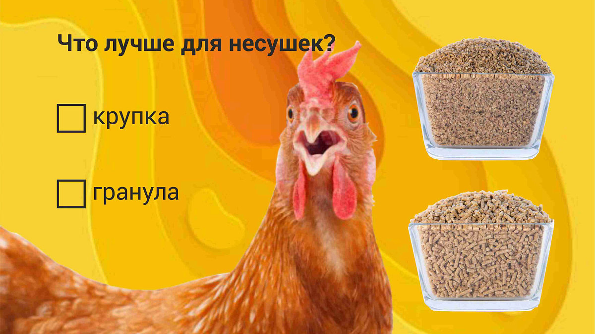 Какой корм лучше подходит для кур-несушек: гранулы или крупка?