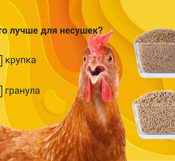 Какой корм лучше подходит для кур-несушек: гранулы или крупка?