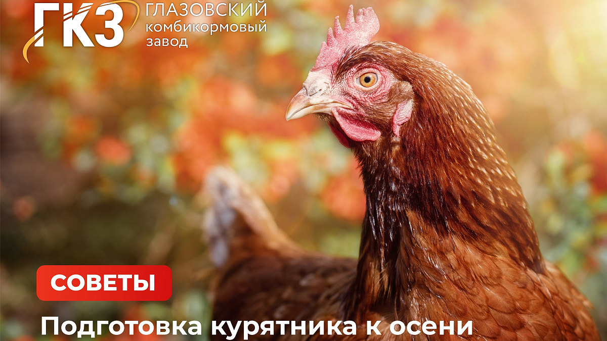 Подготовка курятника к осени: советы по уходу и кормлению несушек