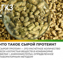 Что такое сырой протеин?