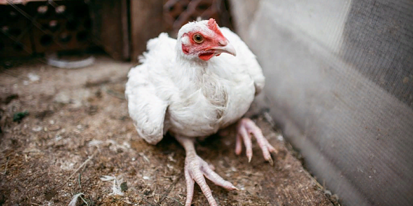 Почему цыплята садятся на ноги?
