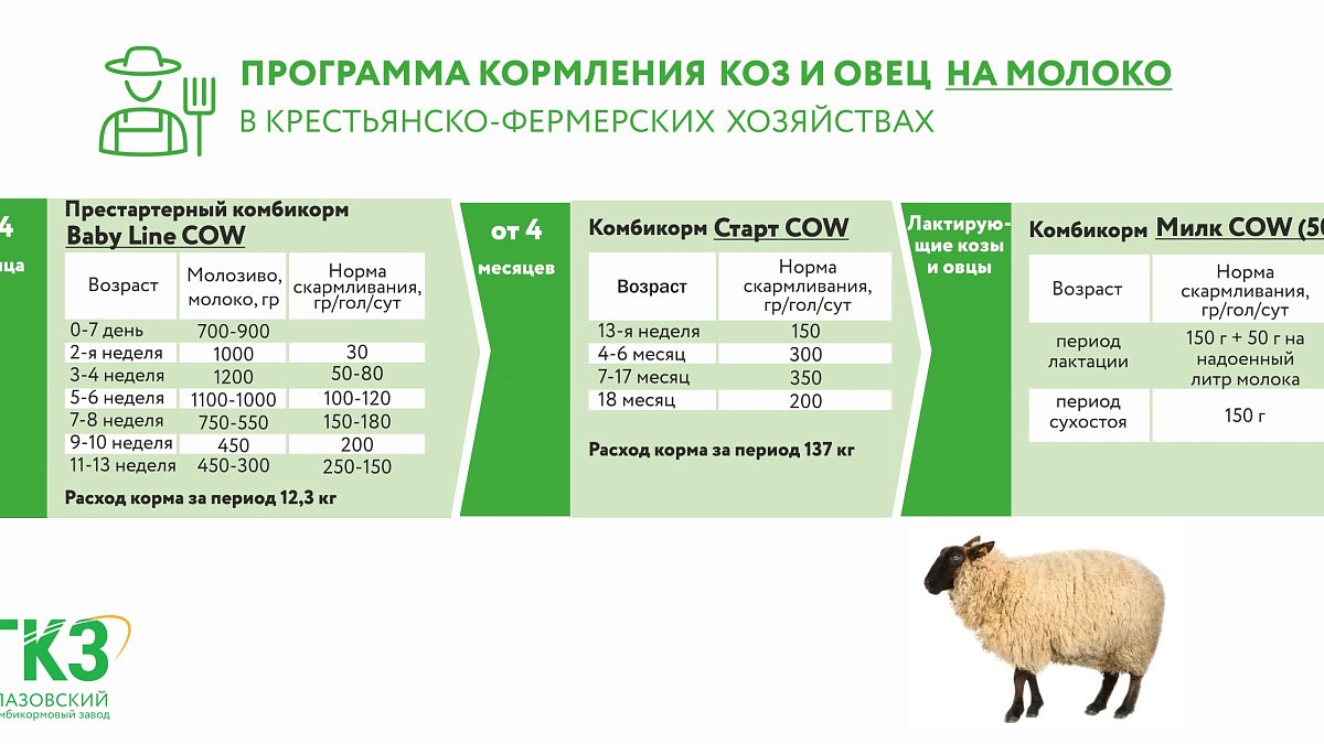 Как кормить коз и овец в условиях домашних хозяйств?