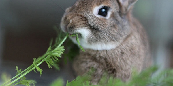 Чем кормить кроликов кроме комбикорма?