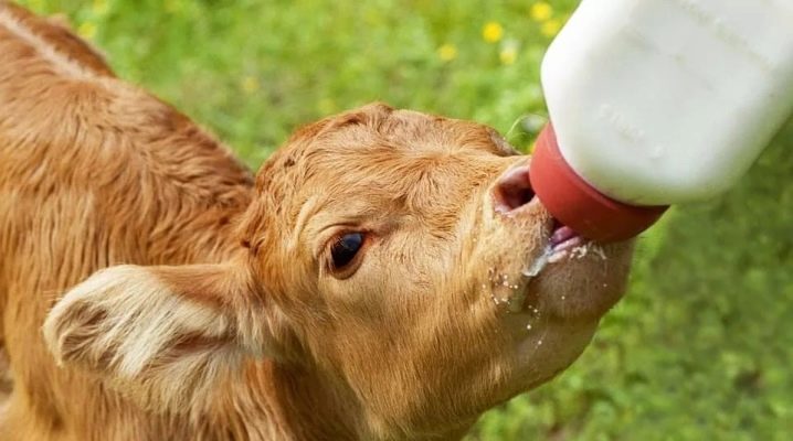 Чем кормить новорожденного теленка без коровы