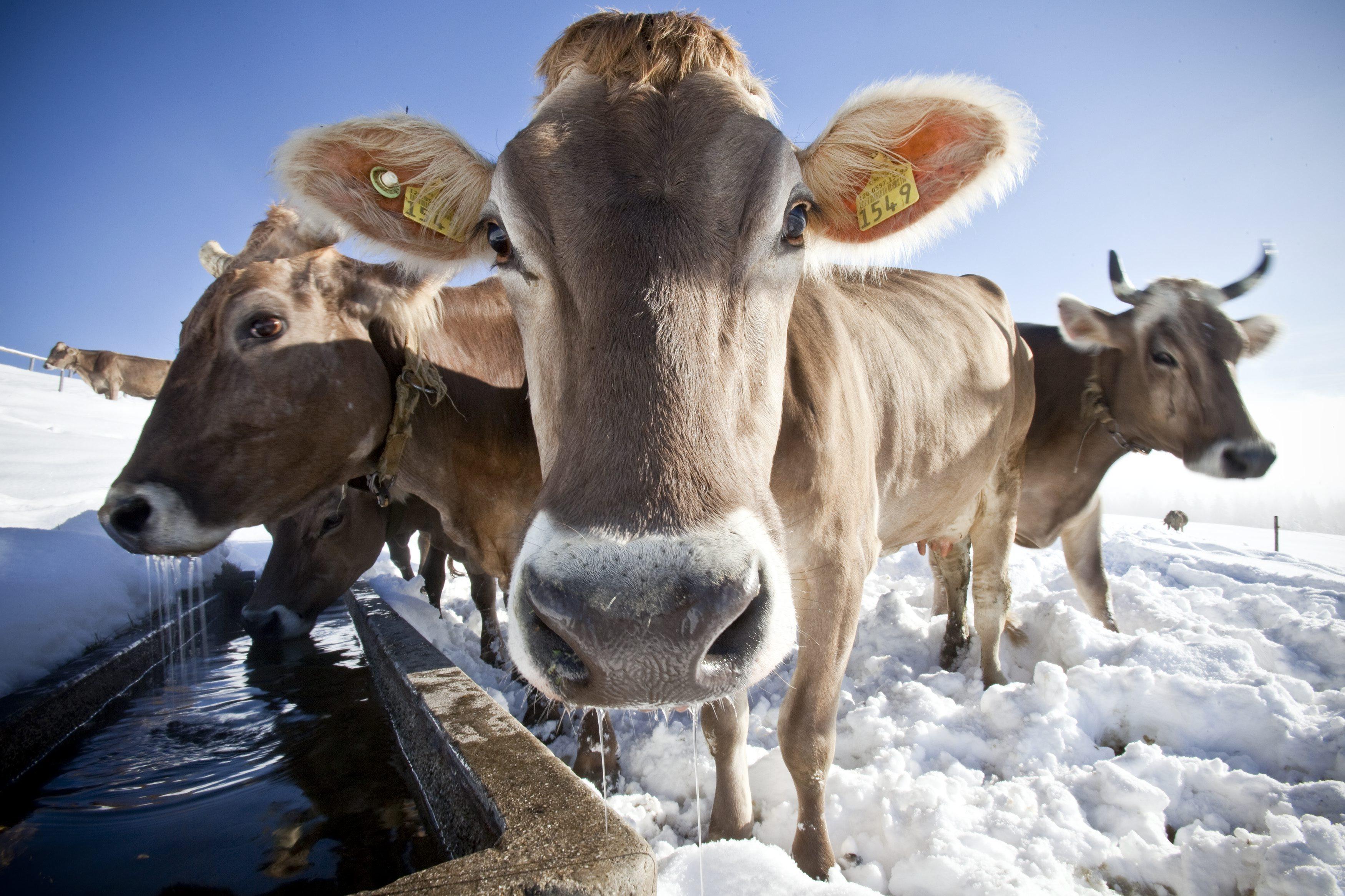 Чем кормят коров зимой