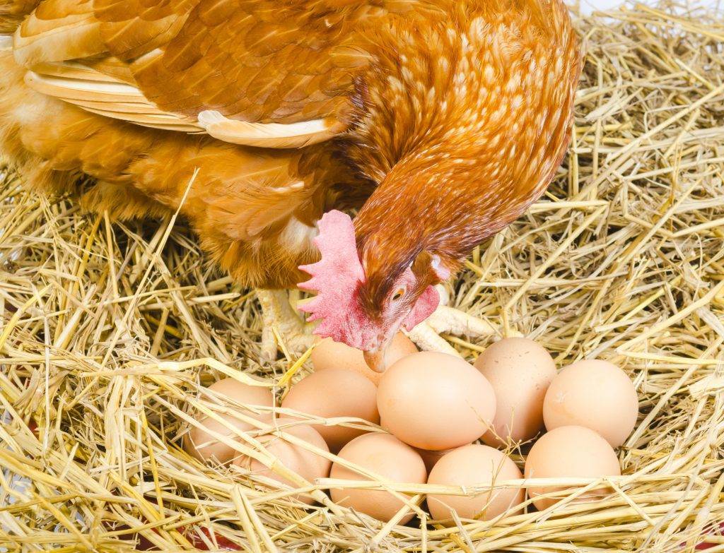 Чем кормить кур для повышения яйценоскости