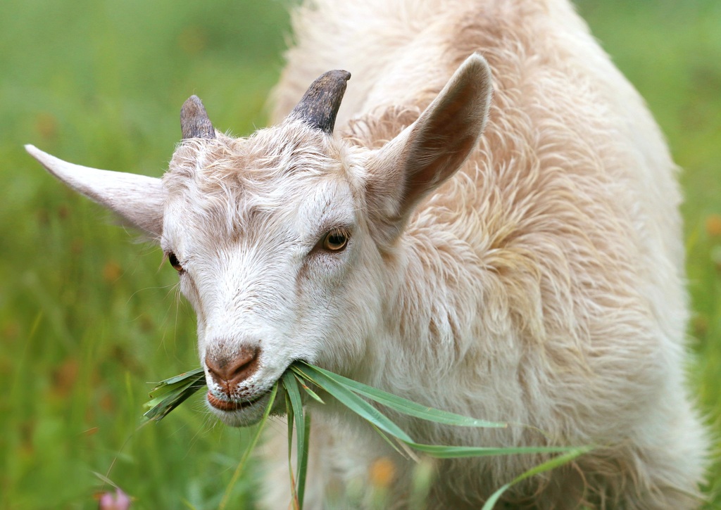 Чем кормить козу летом