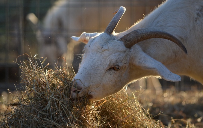 Чем кормить дойную козу летом
