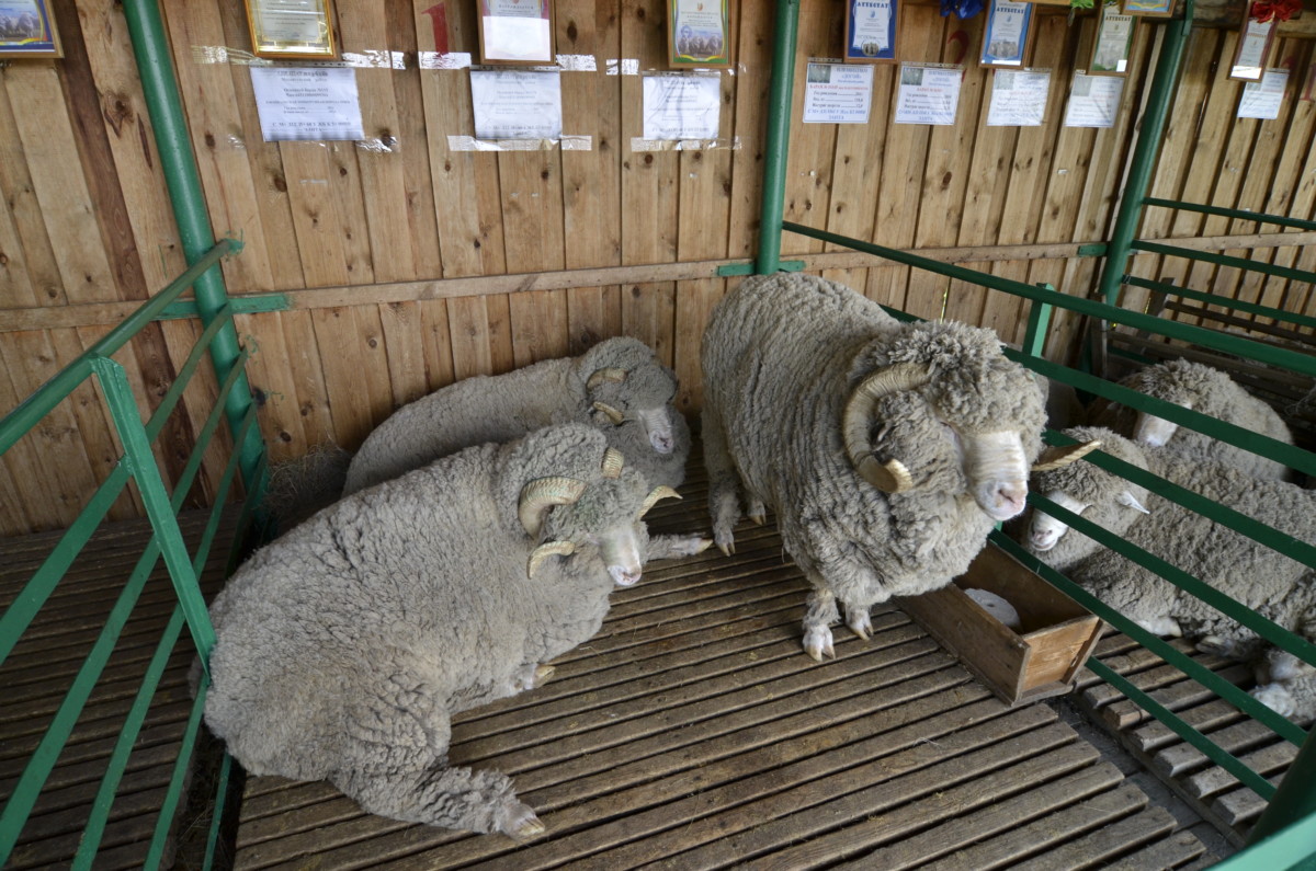 Как улучшить качество шерсти овец