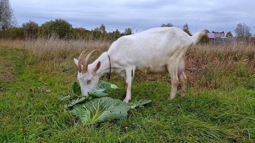 Чем кормить козу чтобы было больше молока