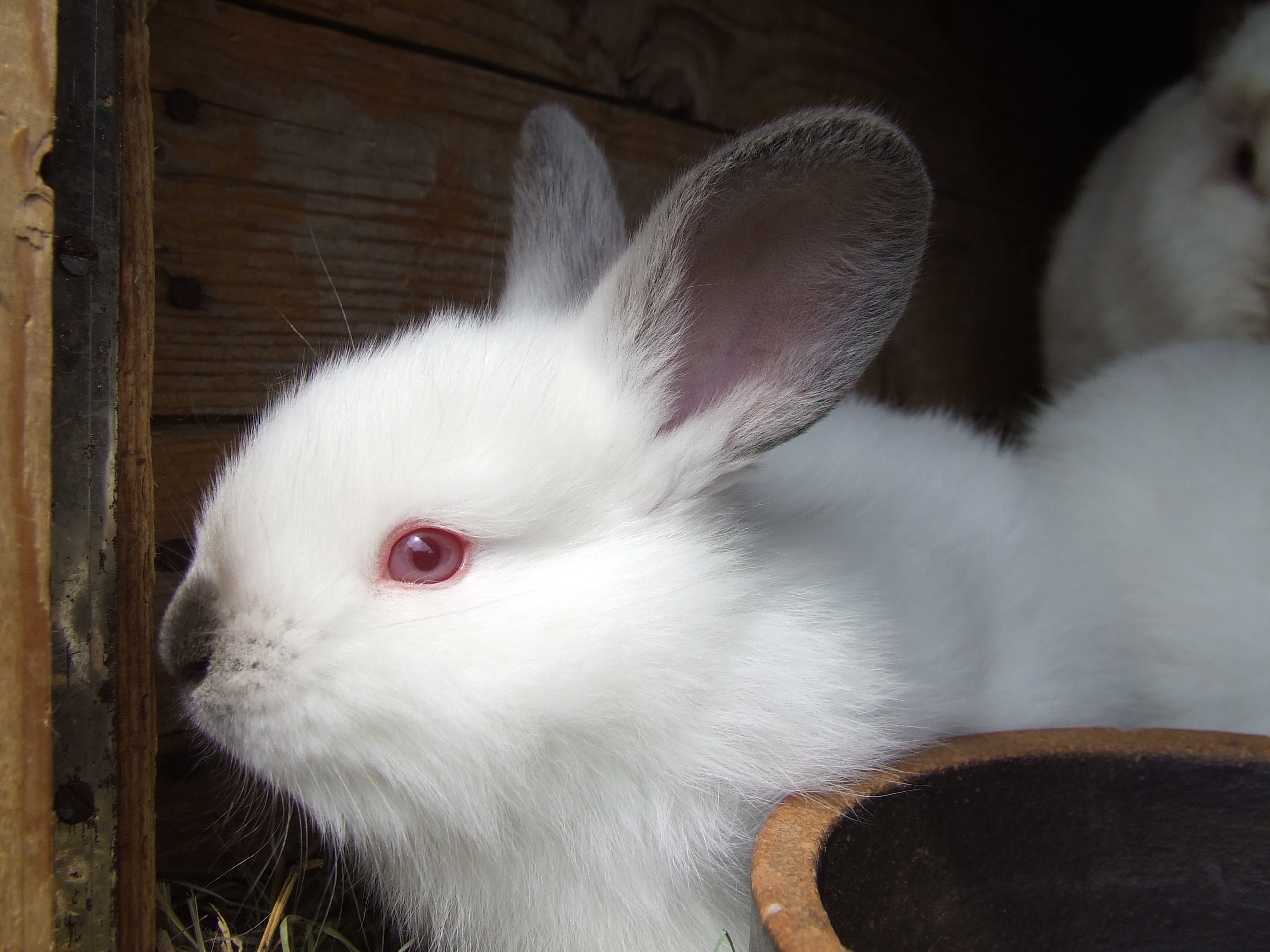 Кролик-альбинос с красными глазами