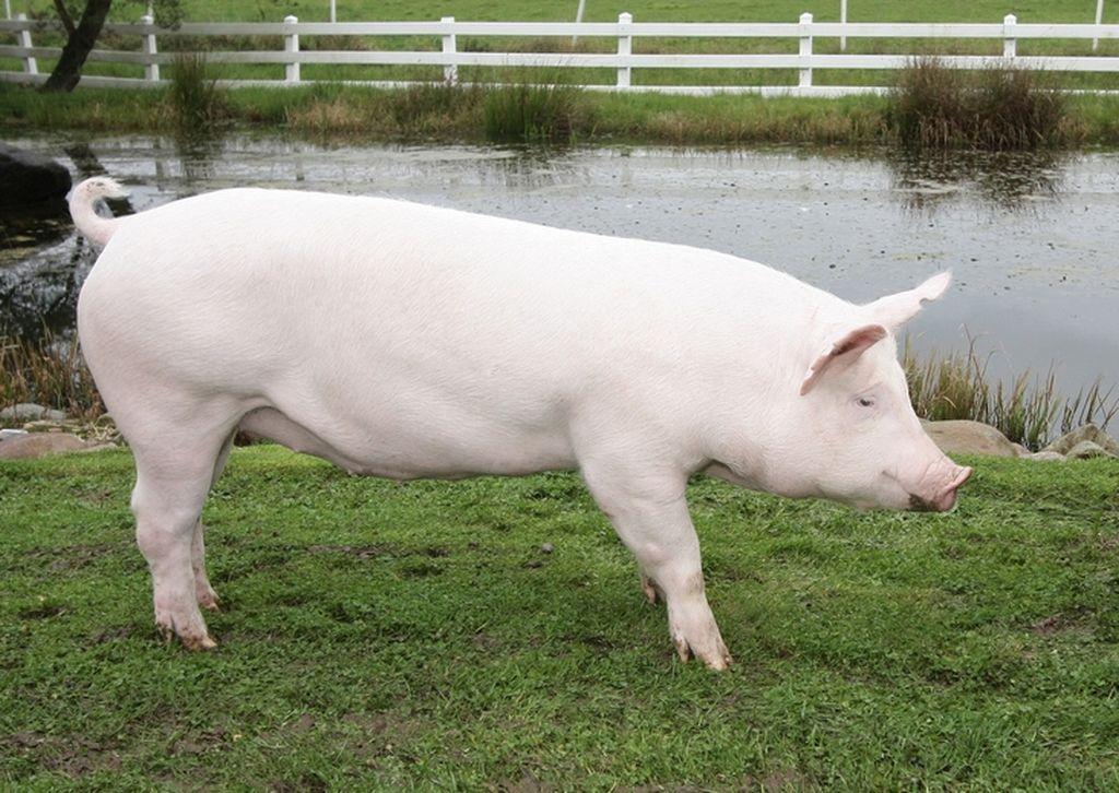 Крупная белая свинья: описание