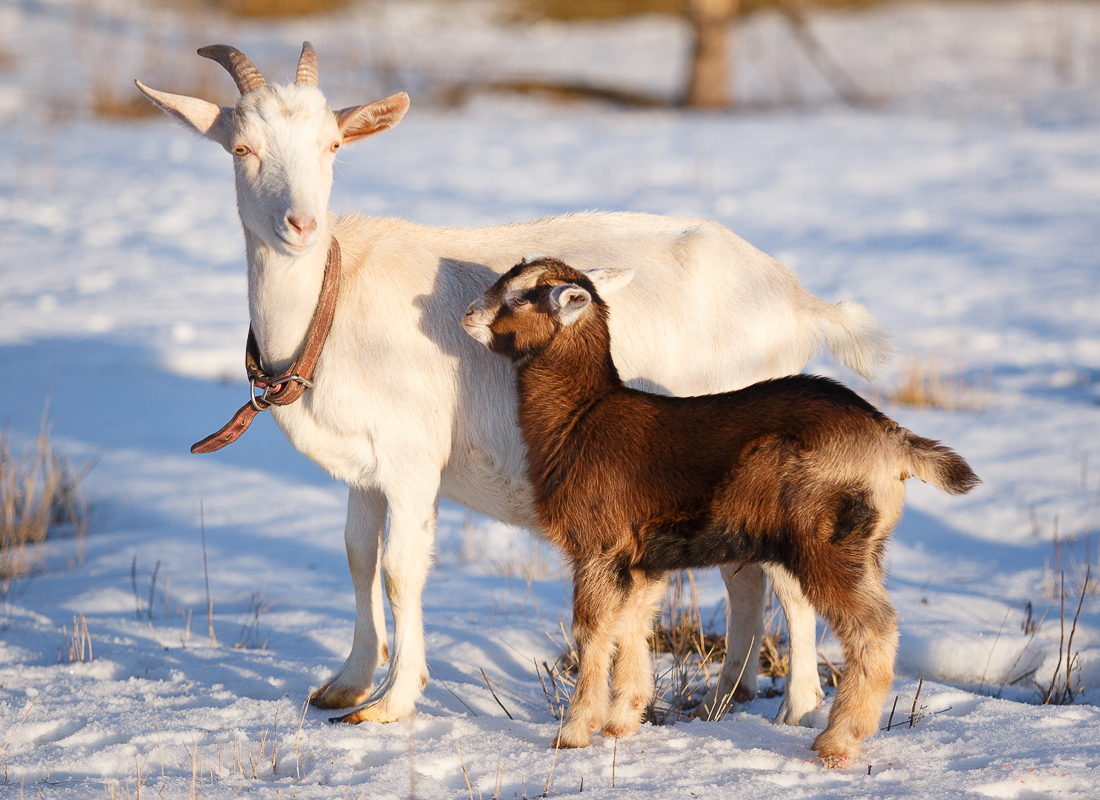 Нужны ли дополнительные витамины козам зимой