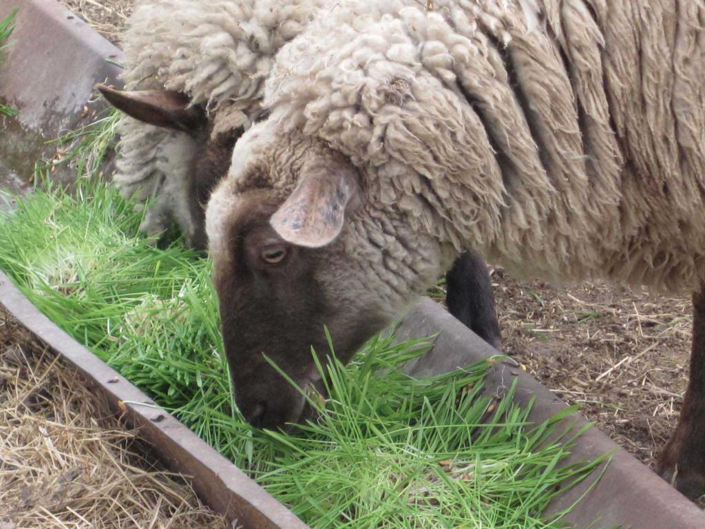 Рацион кормления овец
