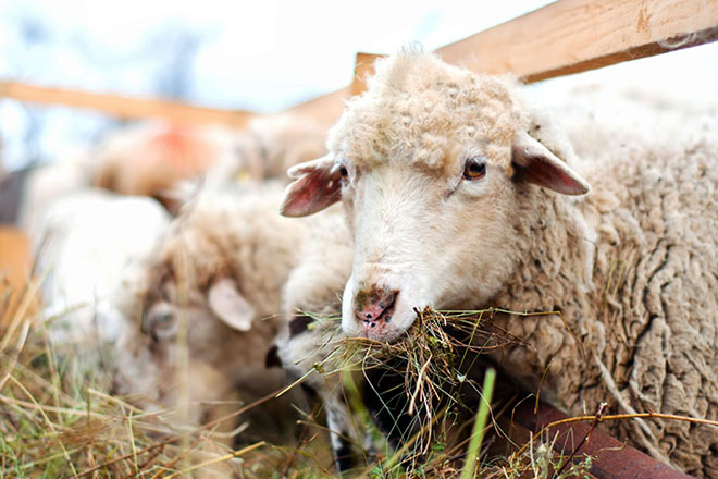 Правильное кормление овец