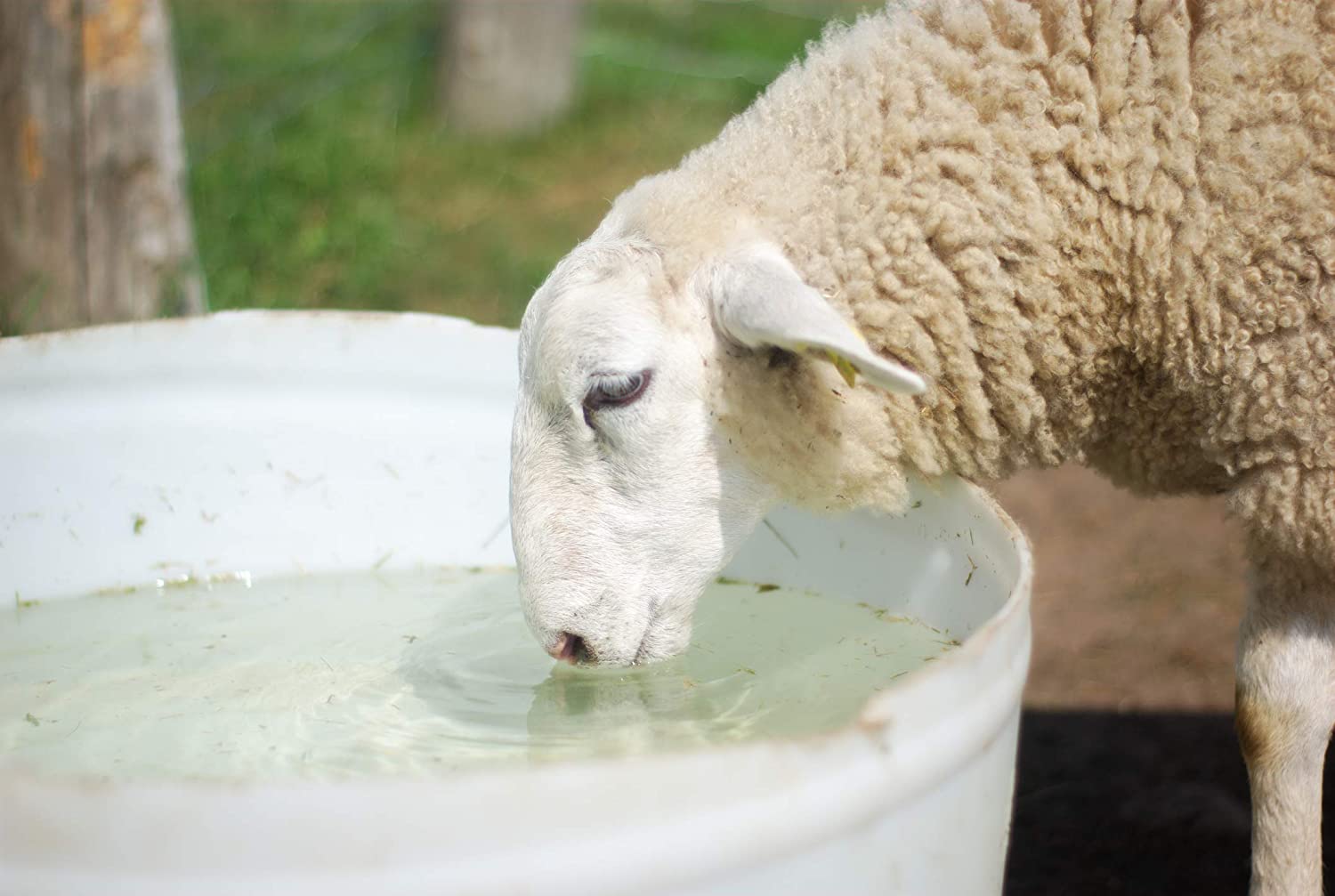 Питье овец