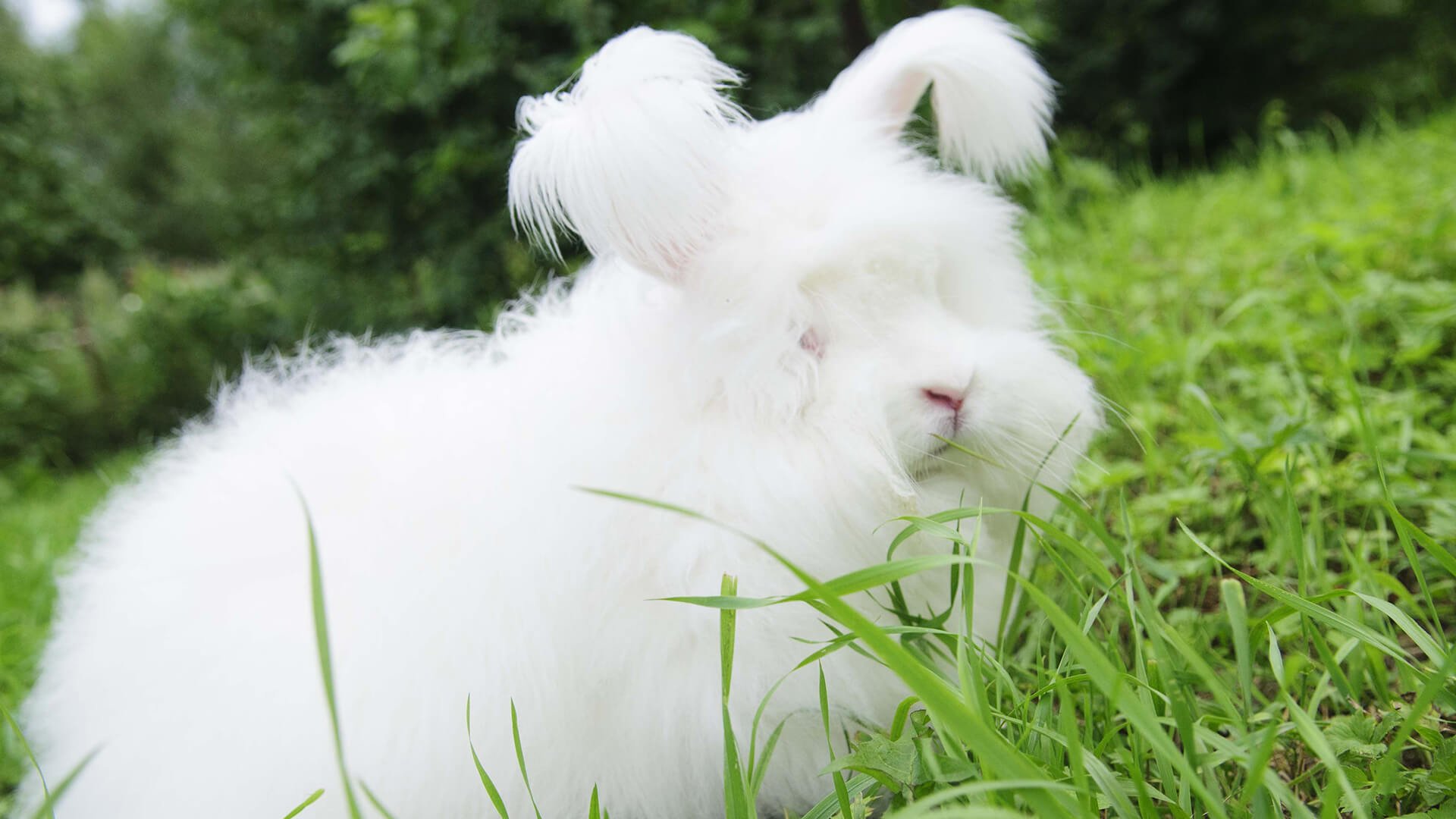 Ангорская пуховая порода кроликов