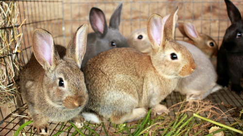 Виды скрещивания кроликов