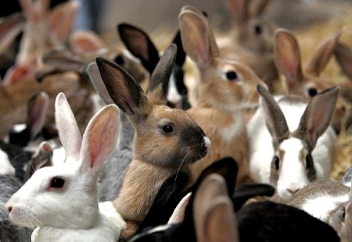 Кролиководство как бизнес