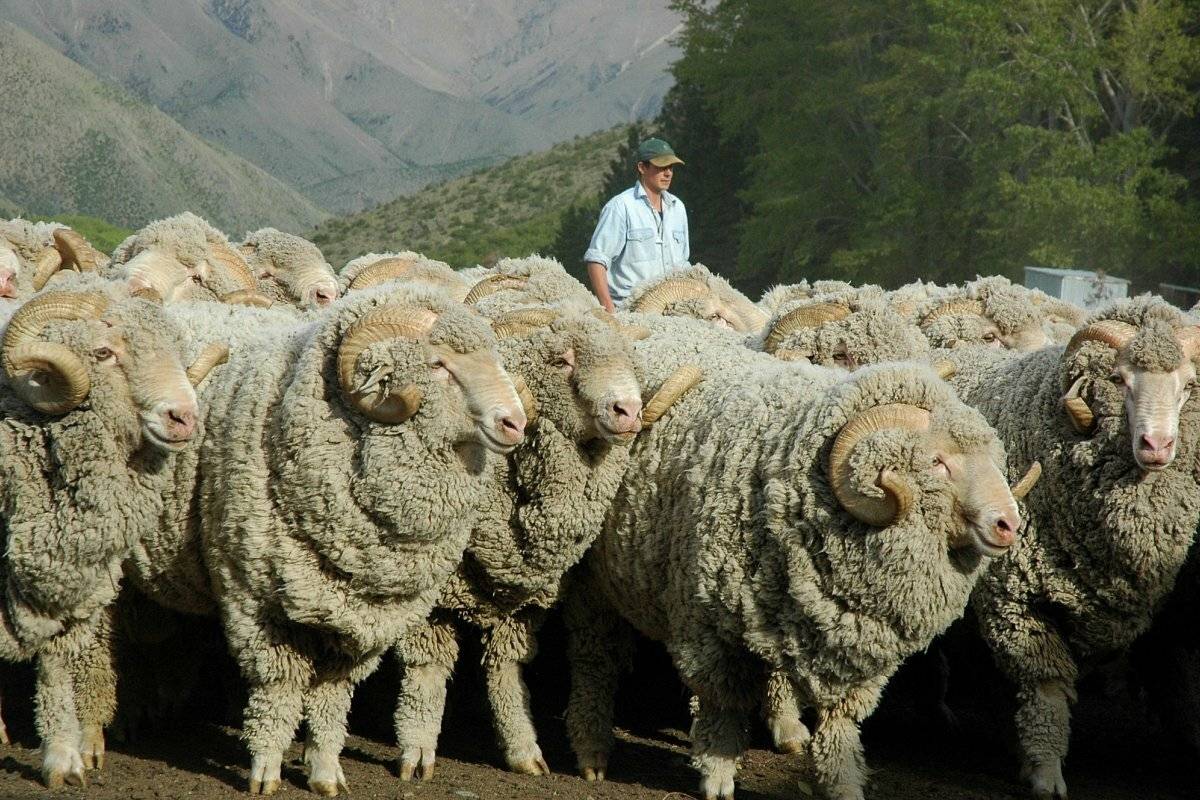 Шерстяная порода овец: мериносы