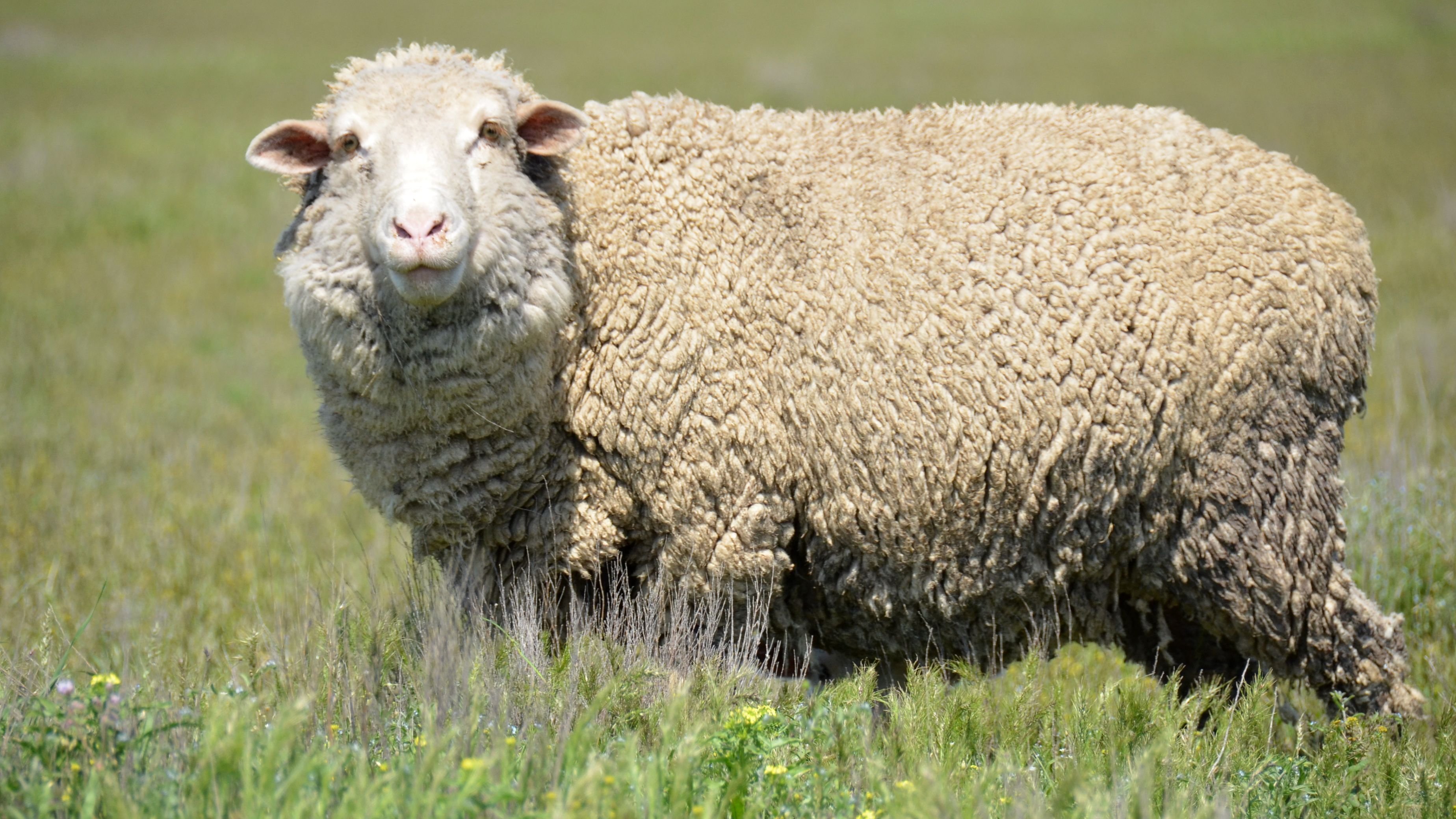 Грозненская порода овец